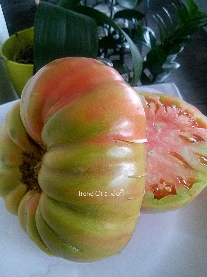 Pomodoro fresco per insalata